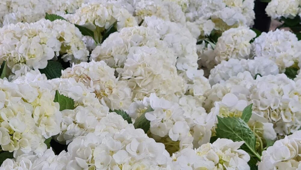Flores-El-Portico-Floricultores-en-Colombia-para-exportacion-1200x830-4