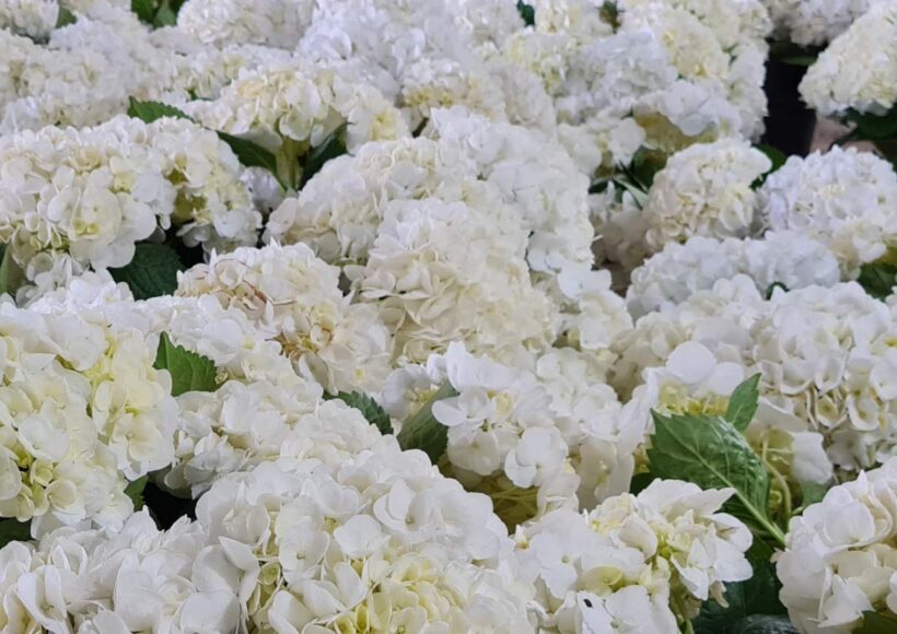Flores-El-Portico-Floricultores-en-Colombia-para-exportacion-1200x830-4