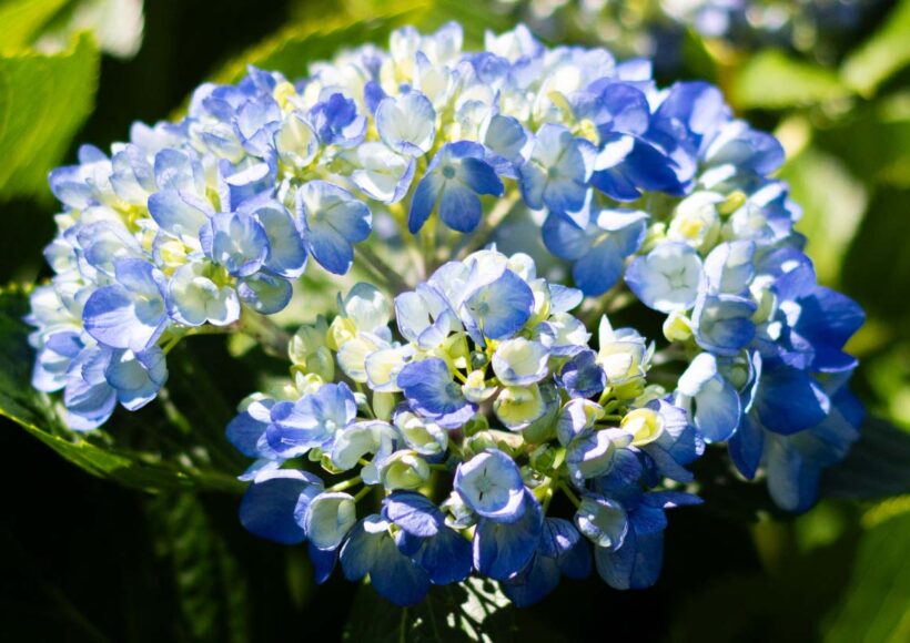 Flores-El-Portico-como-garantizar-la-frescura-de-las-flores-durante-la-exoportacion-Transporte-de-flores-frescas-1200x830