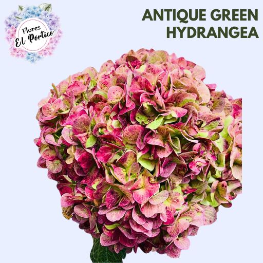 Antique-Green-Hydrangea-Flores-El-portico-512x512-Fresh-Flower-Export-Colombia