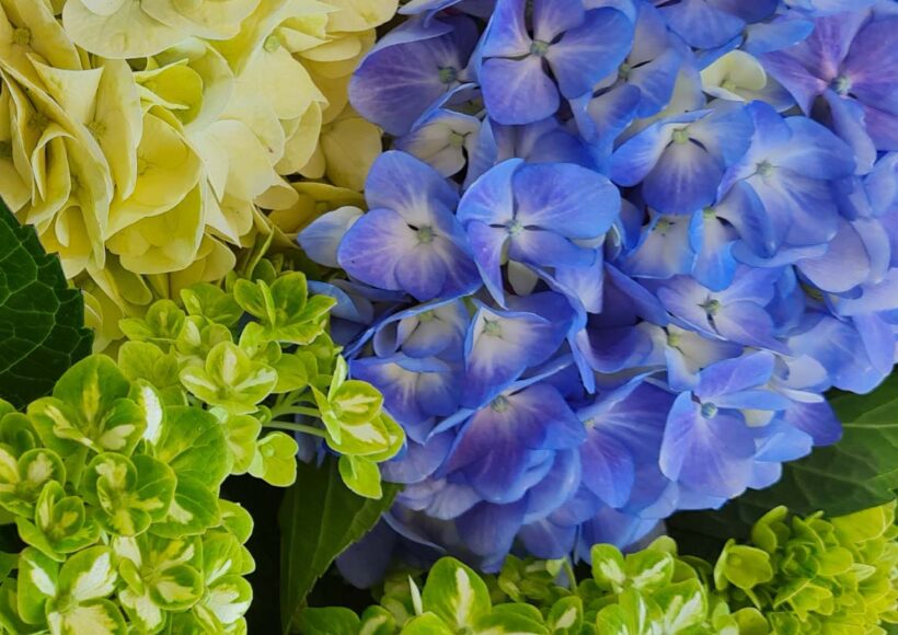 Flores-El-Portico-Floricultores-en-Colombia-para-exportacion-1200x830-tendencias-globales-en-el-mercado-de-hortensias-1