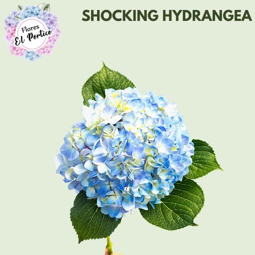 Shocking-Hydrangea-Flores-El-portico-512x512-Fresh-Flower-Export-Colombia