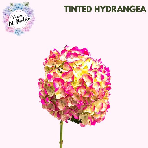 Tinted-Hydrangea-Flores-El-portico-512x512-Fresh-Flower-Export-Colombia-111