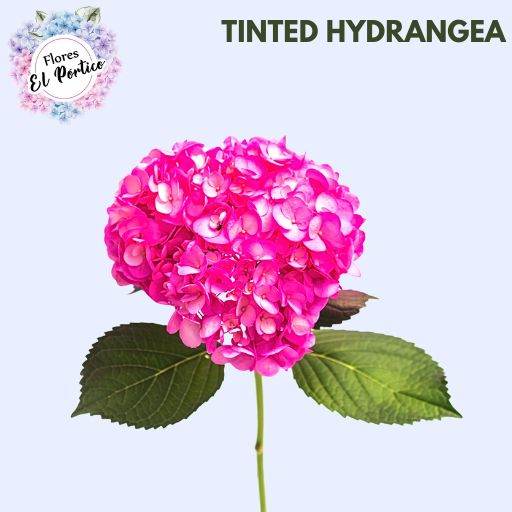 Tinted-Hydrangea-Flores-El-portico-512x512-Fresh-Flower-Export-Colombia-2