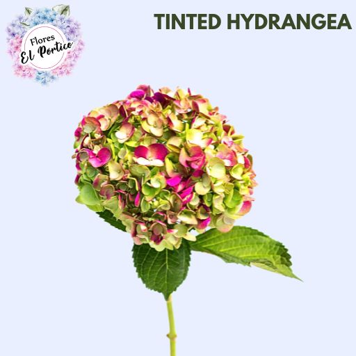 Tinted-Hydrangea-Flores-El-portico-512x512-Fresh-Flower-Export-Colombia-1