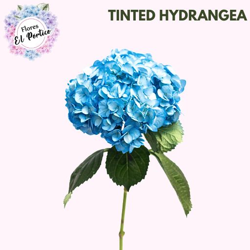 Tinted-Hydrangea-Flores-El-portico-512x512-Fresh-Flower-Export-Colombia-9
