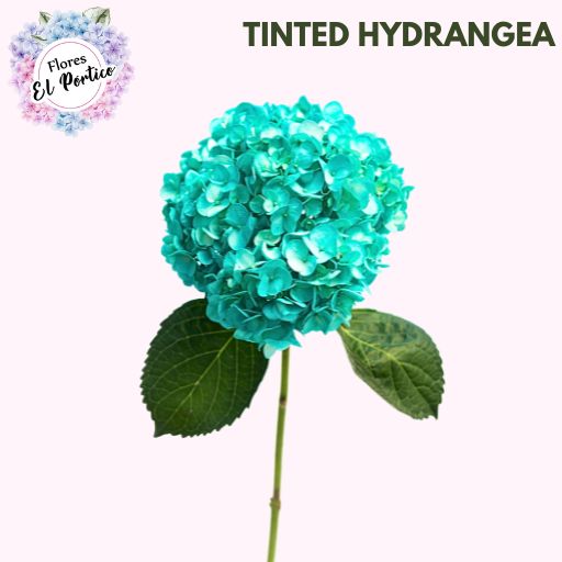 Tinted-Hydrangea-Flores-El-portico-512x512-Fresh-Flower-Export-Colombia-8