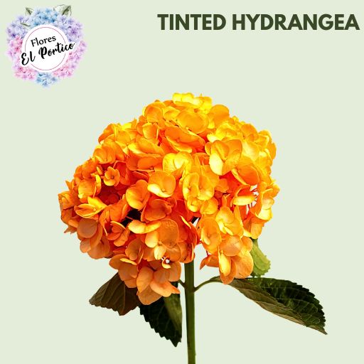 Tinted-Hydrangea-Flores-El-portico-512x512-Fresh-Flower-Export-Colombia-7