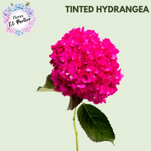 Tinted-Hydrangea-Flores-El-portico-512x512-Fresh-Flower-Export-Colombia-6