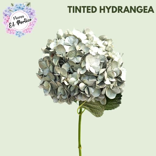 Tinted-Hydrangea-Flores-El-portico-512x512-Fresh-Flower-Export-Colombia-5