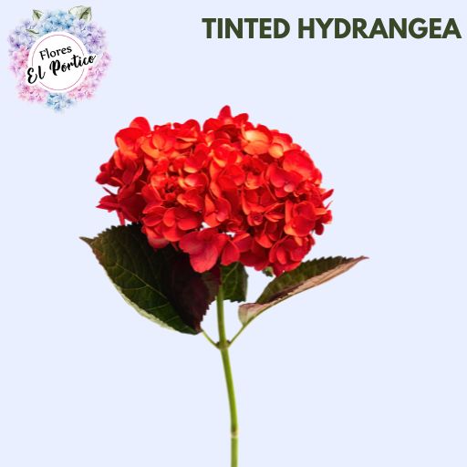 Tinted-Hydrangea-Flores-El-portico-512x512-Fresh-Flower-Export-Colombia-4