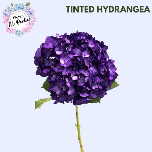Tinted-Hydrangea-Flores-El-portico-512x512-Fresh-Flower-Export-Colombia-3