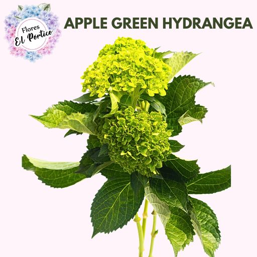 apple-green-Hydrangea-Flores-El-portico-512x512-Fresh-Flower-Export-Colombia