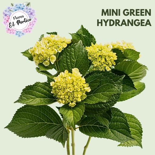 mini-green-Hydrangea-Flores-El-portico-512x512-Fresh-Flower-Export-Colombia